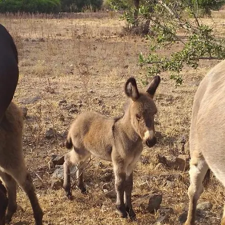 Vistamare * أروسييْ