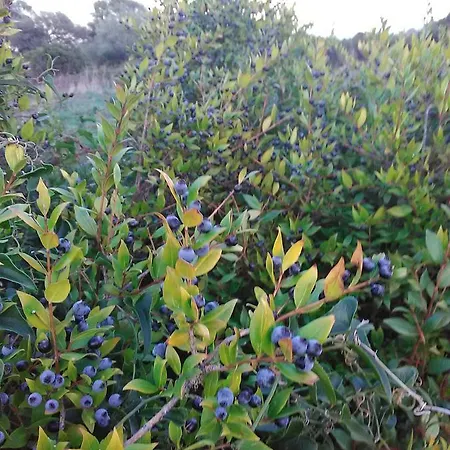 مزرعة للإقامة Vistamare