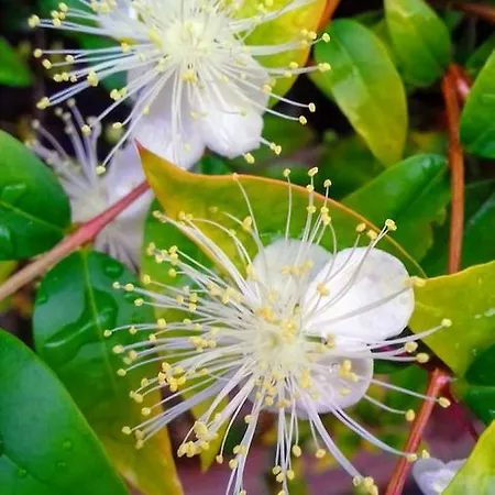 Farmház Vistamare *